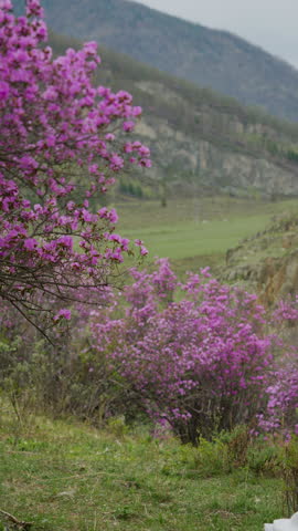 A female tourist with a backpack on her shoulders approaches a flowering bush and smells the scent of mountain pink flowers. A mountain vacation in spring. Vertical video.