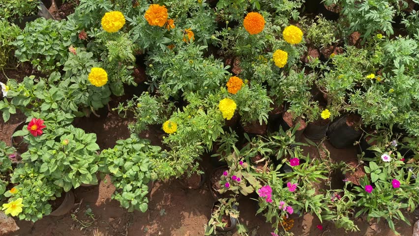 Beautiful Flower Nursery with Roses and Colorful Plants