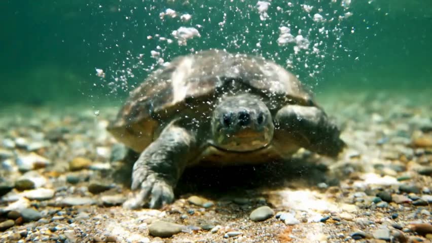 A freshwater turtle swimming gracefully underwater with air bubbles rising near its detailed carapace above a rocky riverbed, perfect for wildlife, aquatic life, and nature-themed projects.