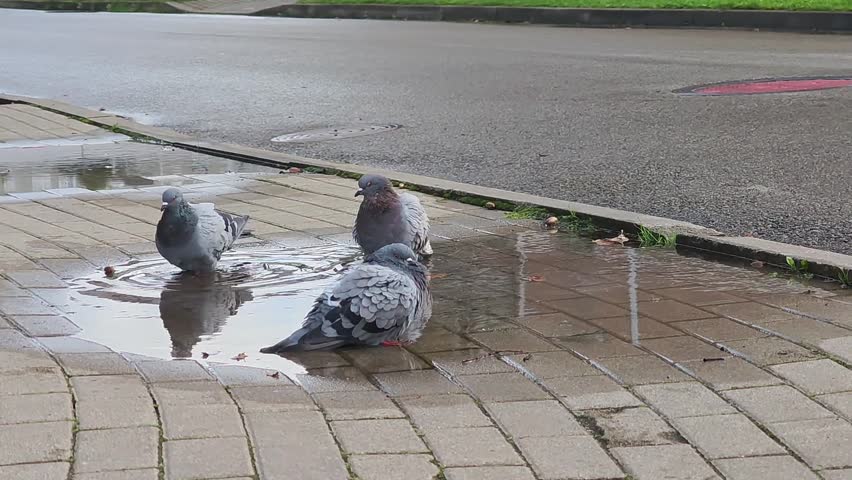 Medium close-up video of three pigeons bathing and splashing in a puddle on cobblestone pavement. The birds spread their wings, chase each other, and interact playfully in an urban environment