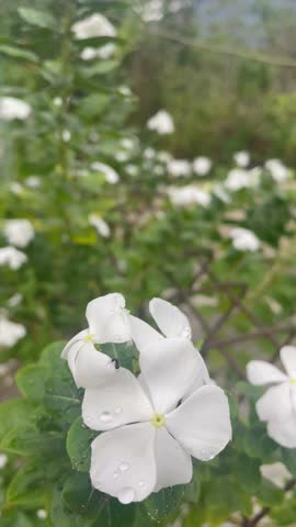 Short video of vibrant Madagascar Periwinkle (Catharanthus roseus) flowers swaying gently. Featuring close-ups of pink and white blooms, with the peaceful sound of birds chirping in the background.