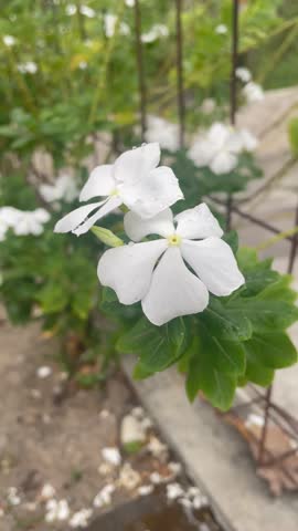 Short video of vibrant Madagascar Periwinkle (Catharanthus roseus) flowers swaying gently. Featuring close-ups of pink and white blooms, with the peaceful sound of birds chirping in the background.