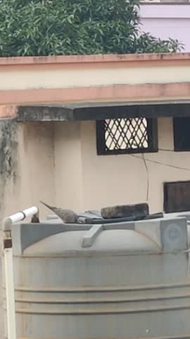 A calm dove drinking water from a rooftop water tank with a Mango tree in the background. Serene urban wildlife scene capturing quiet moments, simplicity, and harmony with nature.