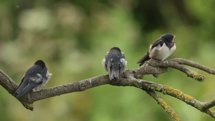 Juvenile swallow’s hirundo rustica perched on a branch, patiently waiting to be fed by attentive parent birds in a tender moment of nature