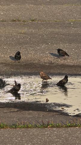 A flock of birds bathing and splashing in a urban puddle at golden hour