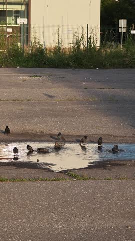 A flock of birds bathing and splashing in a urban puddle at golden hour
