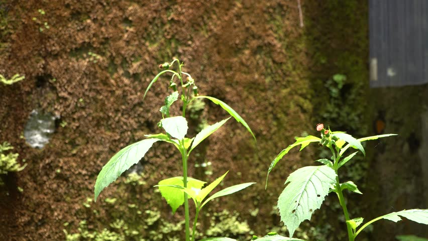 close-up of leafy green plants with small buds under sunlight, moss-covered wall in background, vibrant foliage catching light in serene tropical garden setting