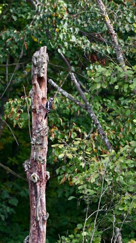 Great Spotted Woodpecker drilling hole and leaving. One Dendrocopos major on the tree