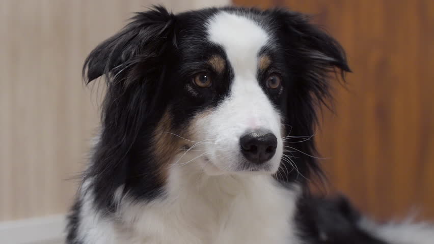 Close-up of an adult Australian Shepherd dog looking at the camera indoors. Calm, bright scene showing the dogs gentle expression.