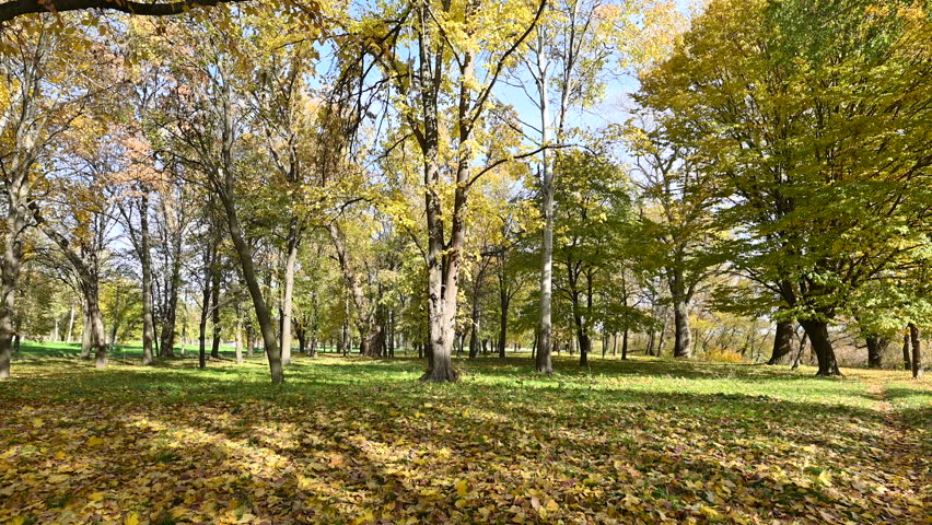 video of a golden autumn landscape on a sunny day