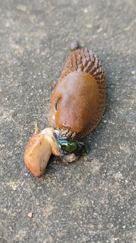 Invasive Spanish slug on pavement.