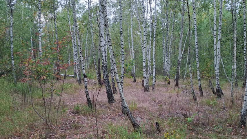 Birch grove in the forest