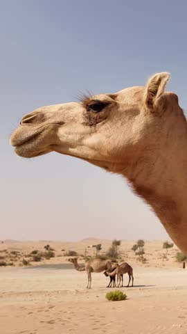 Middle Eastern camels in the desert in Abu Dhabi, UAE. Closeup.