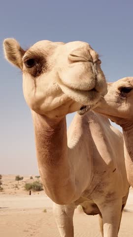 Middle Eastern camels in the desert in Abu Dhabi, UAE. Closeup.