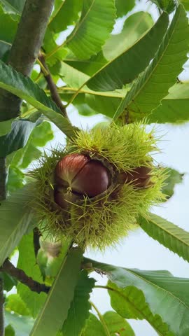 Open Chestnut nuts on tree in garden. Fresh chestnuts with open husk and autumn leaves in tree, closeup. Edible chestnut fruits background, vertical video