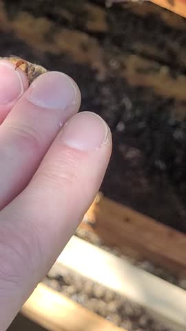 A captivating video displays a honeybee resting gently on a person's finger, showcasing its delicate features and coloration, with a glimpse into the hive's bustling life, nature, beekeeping and