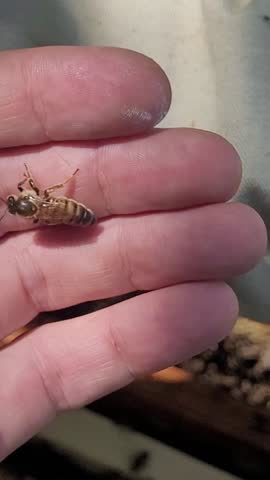 Macro view of a honey bee on a human hand, captures intricate detail, revealing the bee
