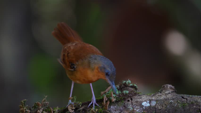 Bird Playing on a Tree Trunk
