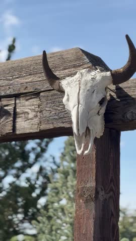 Close-up video of a bison skull mounted on a rustic wooden beam under a blue sky. The bones show weathering and texture, evoking the spirit of the wild west. 