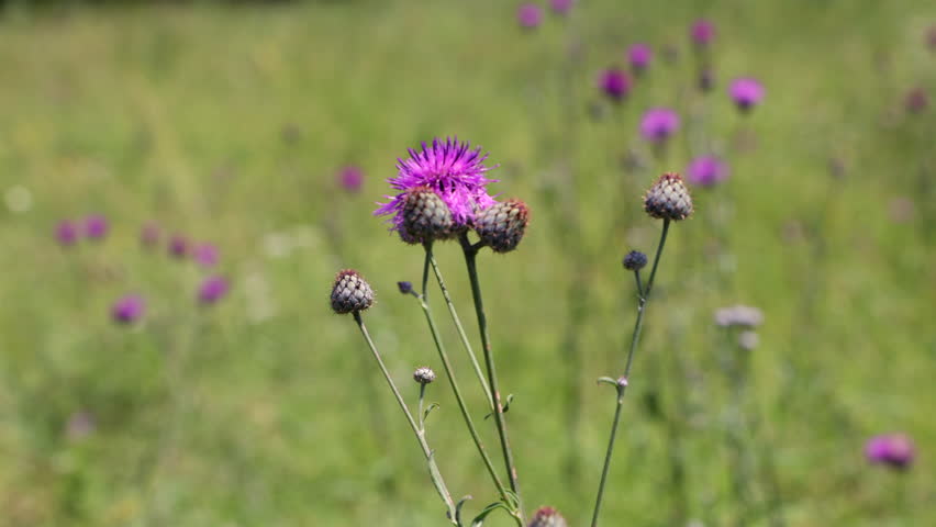 Close Up Of A Purple Thistle Flower Head With Buds, Standing Tall In A Blurry Wildflower Meadow. Summer Flora.