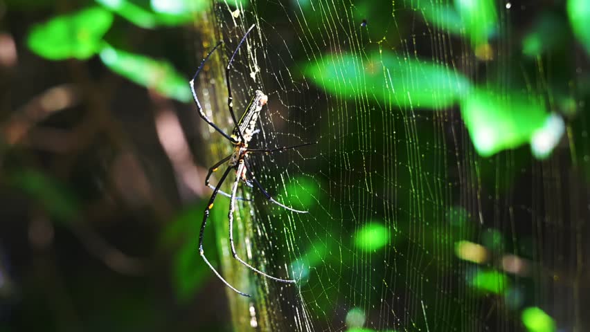Golden Orb-weaver Spider The head and chest are dark grey-brown with white fur. The belly is long and cylindrical, black with two large yellow stripes running parallel to the center of the belly.
