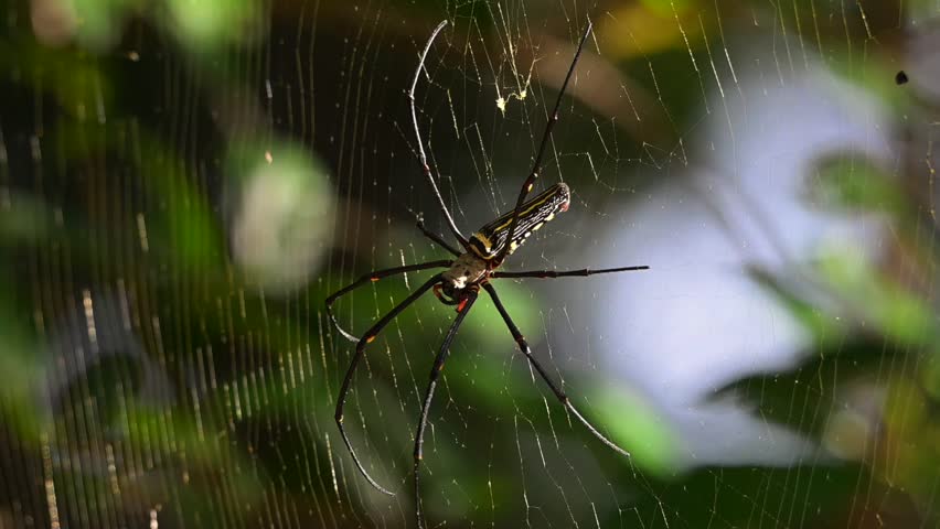 Golden Orb-weaver Spider The head and chest are dark grey-brown with white fur. The belly is long and cylindrical, black with two large yellow stripes running parallel to the center of the belly.
