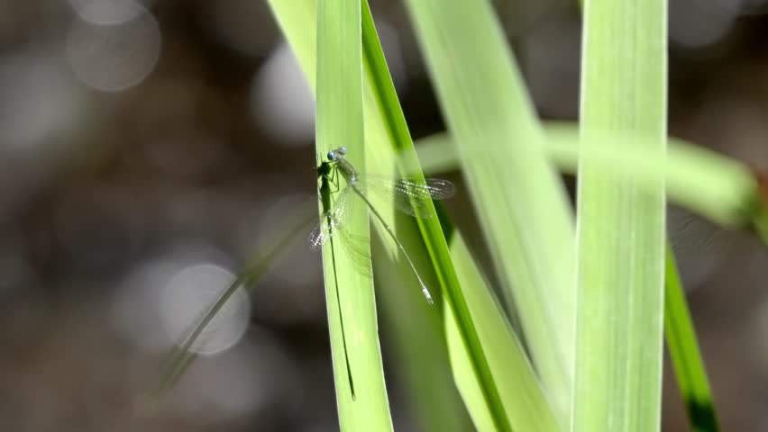 Delicate green damselfly resting on a blade of grass with a bokeh background