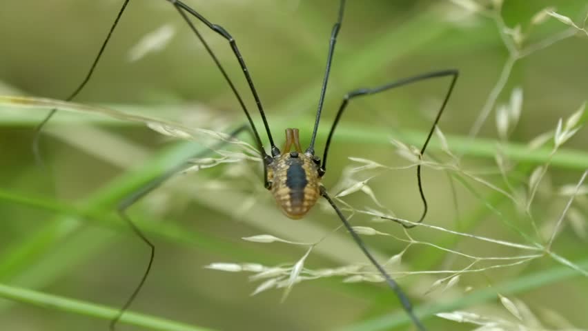 Macro close-up of a Harvestman, or daddy long legs spider, on blades of grass