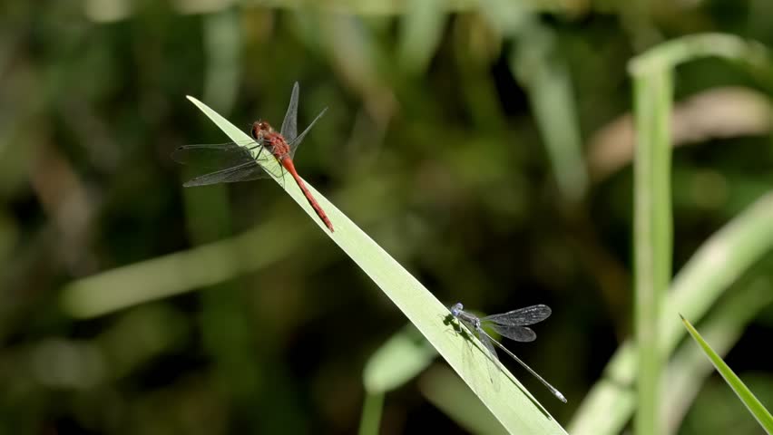 Red dragonfly flies past a small blue damselfly resting on a green leaf