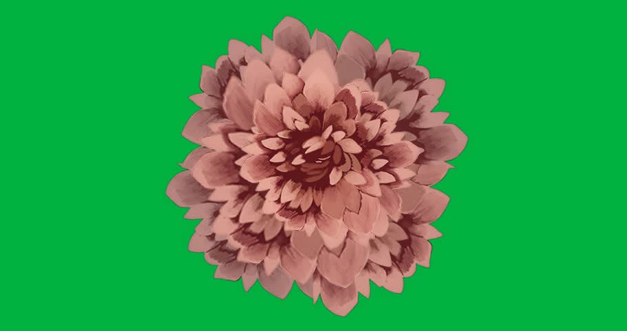 Designer placing brush-stroke flower head on transparent background, animating petals for marketing. Floral, botanical, artistic, minimalist, elegant, organic, decorative