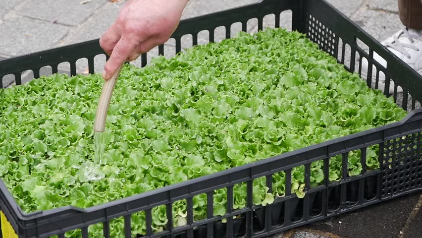 Growing lettuce in a community garden during the morning hours