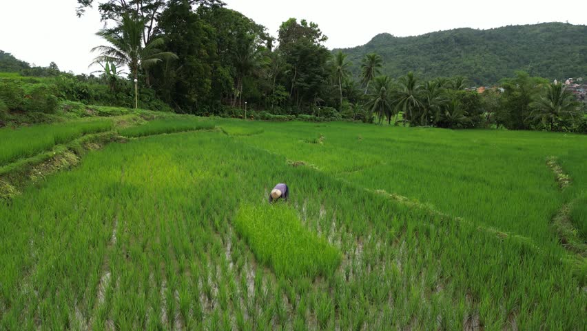 A slow pan shot across terraced rice fields with a farmer tending crops in the center, surrounded by palm trees, dense vegetation of Mahabang Tanaw, Quezon Province Philippines