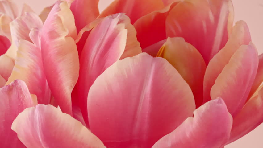 Tulip bouquet, spring flower macro shot. Flower close up, soft petals of beautiful tulip. Wedding backdrop, Valentine's Day concept. Nature background