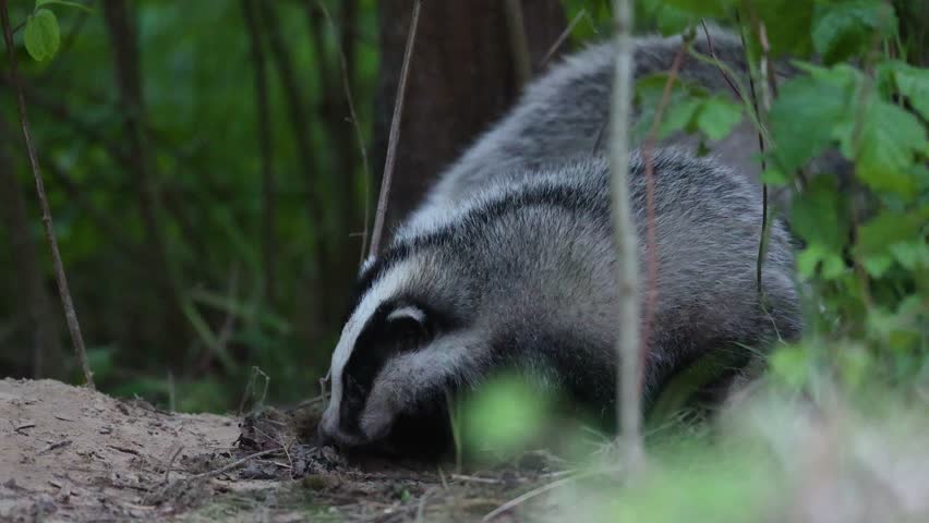European young badger Meles meles spring time in forest Poland Europe