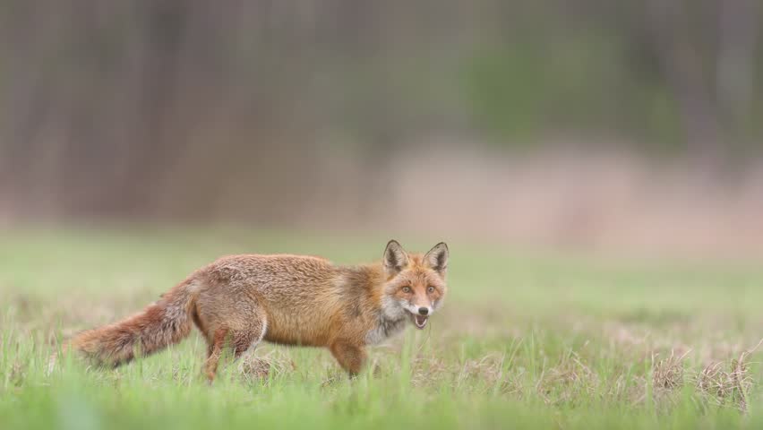 Mammals Fox Vulpes vulpes in spring scenery, Poland Europe, animal walking among spring meadow