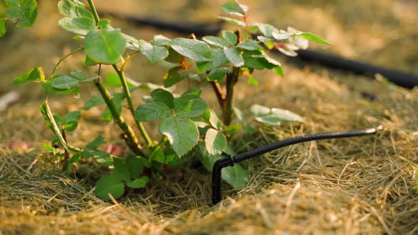 Rose with drip irrigation, close-up. Smooth parallax around the rose in the rose garden