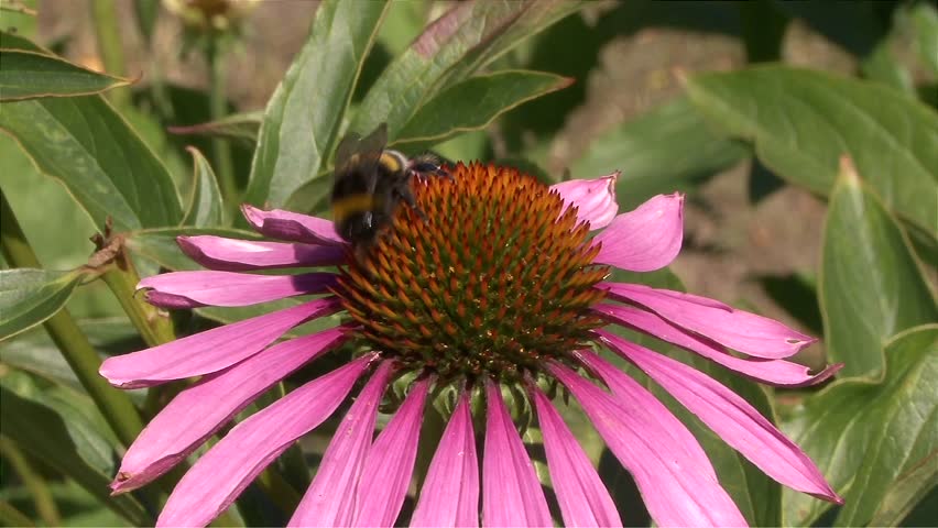 Close-up of a bumblebee collecting nectar from a blooming purple coneflower in summer sunlight. Vibrant petals and soft background capture the beauty of Swedish wildflowers and pollinators in nature.