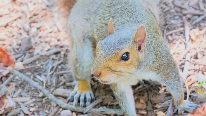 Curious grey squirrel foraging for nuts on the forest floor.