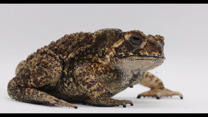 European toad (Bufo bufo). Focus on the eyes