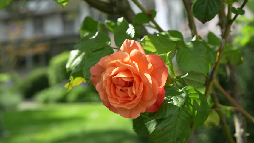 Orange rose flower in full bloom with green leaves in a sunlit garden, captured in close-up