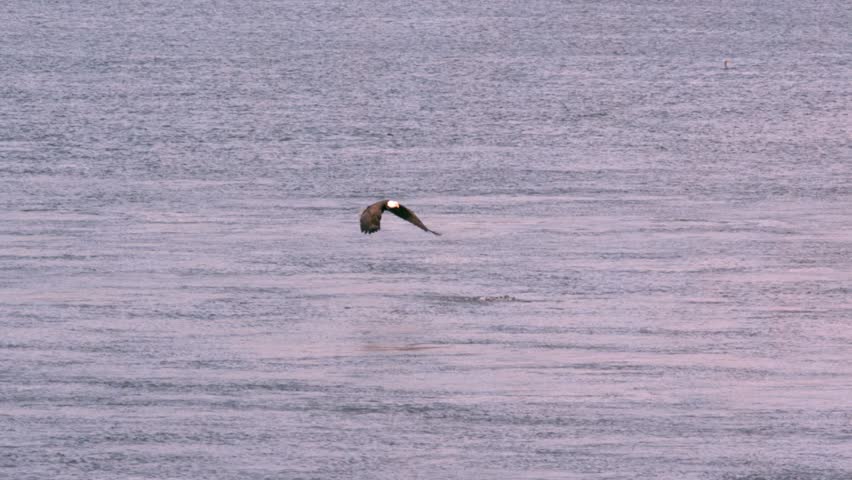 "Slow-motion Bald Eagle Hovering Over Water 2025 captures majestic flight, sharp eyes, detailed feathers, hovering precision, rippling water, and stunning wildlife visuals."