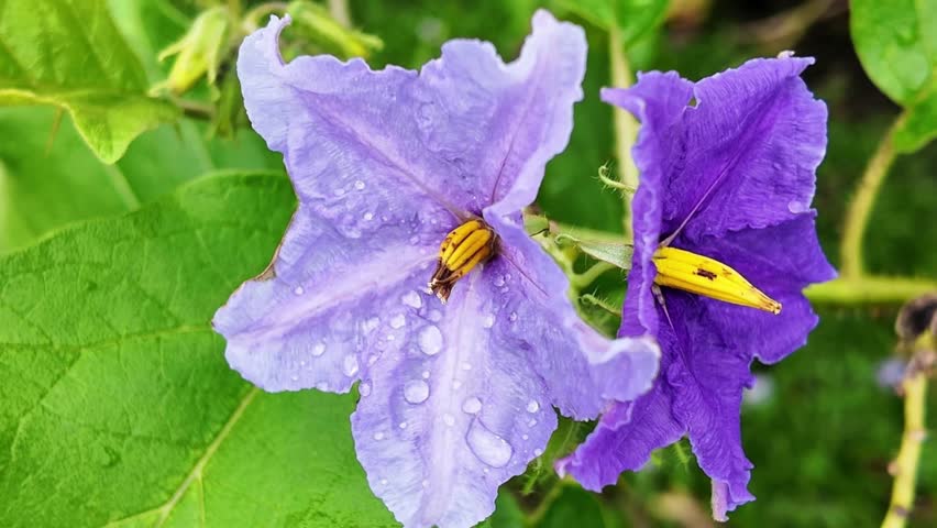 Beautiful 4K footage of Solanum wrightii (giant potato tree), a tropical Solanaceae plant with striking purple flowers. Perfect for documentaries, botany research, and educational use.