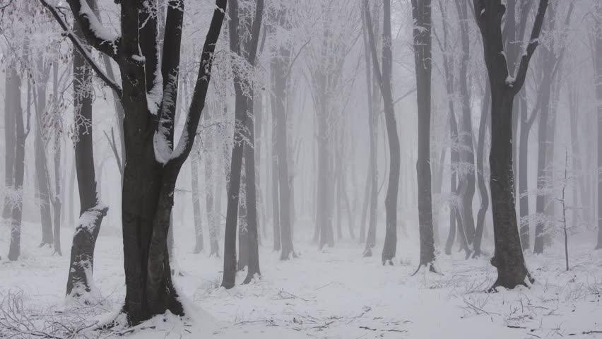 Fairytale forest covered in snow during a foggy day. Christmas forest