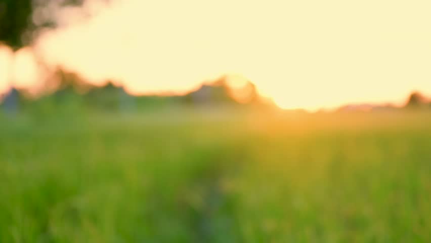 Rice fields, rural landscape, green agricultural areas, rice fields in Thailand