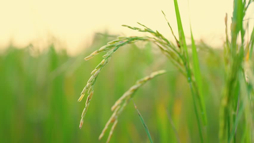Rice fields, rural landscape, green agricultural areas, rice fields in Thailand