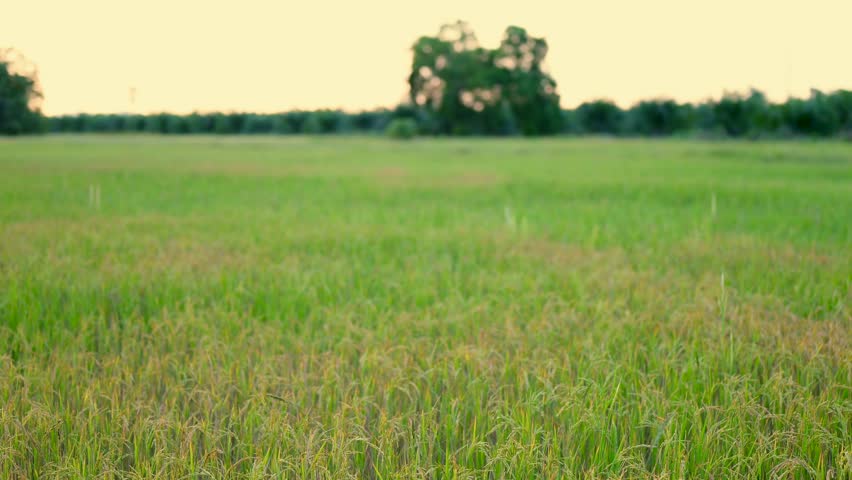 Rice fields, rural landscape, green agricultural areas, rice fields in Thailand
