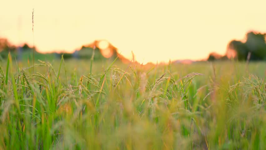 Rice fields, rural landscape, green agricultural areas, rice fields in Thailand