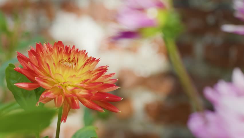 Macro shot of blooming dahlia flower with soft background, natural sunlight, and shallow depth