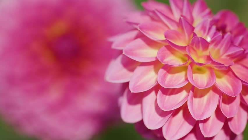 Macro camera smoothly shifts focus between two vibrant pink dahlia flowers in natural daylight
