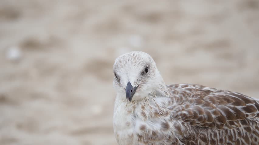 A seagull can be seen in a close-up portrait on the beach. Its gaze appears alert and calm.